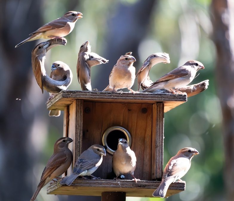 Tool # 3: The Bird Feeder of Grace